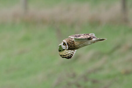 Thumbnail of Short-Eared Owl